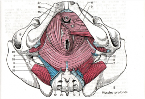 muscles-profonds