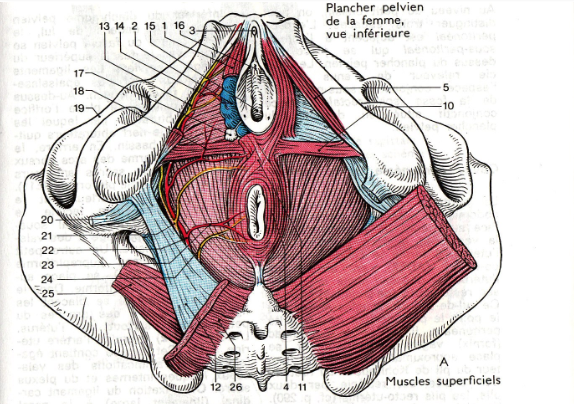 Anatomie du périnée profond et du périnée superficiel